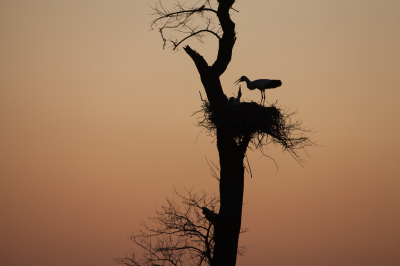 <i class='fa fa-user'></i> Adri Gr Nuelend |   Ooievaar  <i class='fa fa-eye'> 255</i>  <i class='fa fa-thumbs-up'> 22</i>   <i class='fa fa-comment-o'> 12</i>