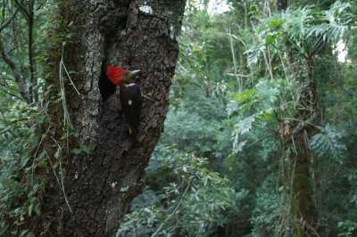 <i class='fa fa-user'></i> Martjan Lammertink |   Helmspecht  <i class='fa fa-eye'> 255</i>  <i class='fa fa-thumbs-up'> 14</i>   <i class='fa fa-comment-o'> 8</i>