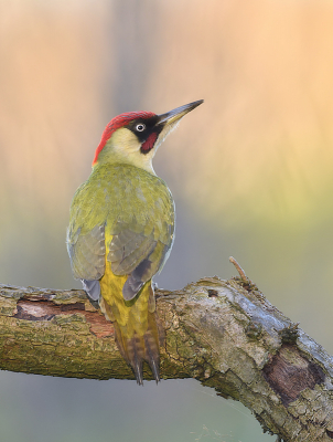 <i class='fa fa-user'></i> Ido |   Groene Specht  <i class='fa fa-eye'> 393</i>  <i class='fa fa-thumbs-up'> 29</i>   <i class='fa fa-comment-o'> 15</i>