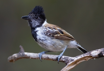 <i class='fa fa-user'></i> charlysax |   Withalsmierklauwier  <i class='fa fa-eye'> 128</i>  <i class='fa fa-thumbs-up'> 1</i>   <i class='fa fa-comment-o'> 4</i>