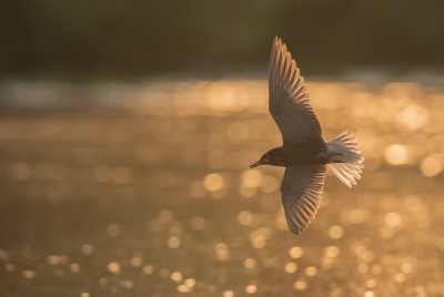 <i class='fa fa-user'></i> LeerdammerKees |   Zwarte Stern  <i class='fa fa-eye'> 249</i>  <i class='fa fa-thumbs-up'> 15</i>   <i class='fa fa-comment-o'> 8</i>