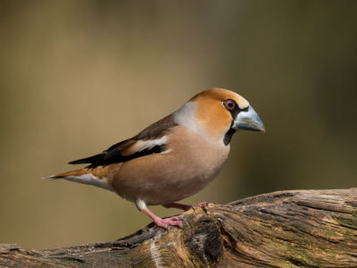 We kregen een bericht dat daar de appelvink zou zitten. Voor mij een nummer 1 vogel die ik heel graag wilde fotograferen. Tja en dan komt hij voor de lens zo mooi wat een geweldige mooie vogel, mooie pastel tinten, top. Mijn dag was helemaal goed.