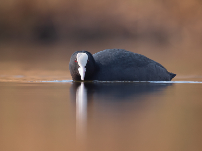 <i class='fa fa-user'></i> Vincent Vuik |   Meerkoet  <i class='fa fa-eye'> 312</i>  <i class='fa fa-thumbs-up'> 19</i>   <i class='fa fa-comment-o'> 19</i>