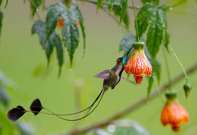 <i class='fa fa-user'></i> charlysax |   Vlagkolibrie  <i class='fa fa-eye'> 320</i>  <i class='fa fa-thumbs-up'> 29</i>   <i class='fa fa-comment-o'> 13</i>