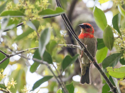 <i class='fa fa-user'></i> Paul van Giersbergen |   Rode Boswever  <i class='fa fa-eye'> 131</i>   <i class='fa fa-comment-o'> 0</i>