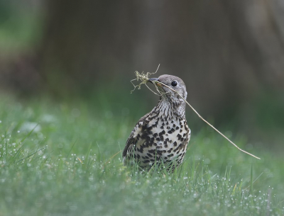 <i class='fa fa-user'></i> Jan P |   Grote Lijster  <i class='fa fa-eye'> 300</i>  <i class='fa fa-thumbs-up'> 6</i>   <i class='fa fa-comment-o'> 3</i>