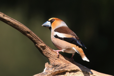 De appelvink voor de lens is een verrassing.
De snavel en het verenkleed zijn van een ongekende pracht. 
Daar komt bij de manier waarop ze kijken.In n woord geweldig.