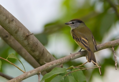 <i class='fa fa-user'></i> charlysax |   Eksterbekarde  <i class='fa fa-eye'> 121</i>  <i class='fa fa-thumbs-up'> 1</i>   <i class='fa fa-comment-o'> 0</i>