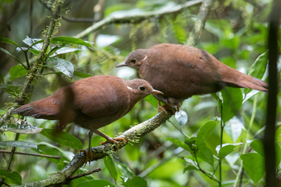<i class='fa fa-user'></i> Paul van Giersbergen |   Bruine Steltral  <i class='fa fa-eye'> 137</i>   <i class='fa fa-comment-o'> 1</i>