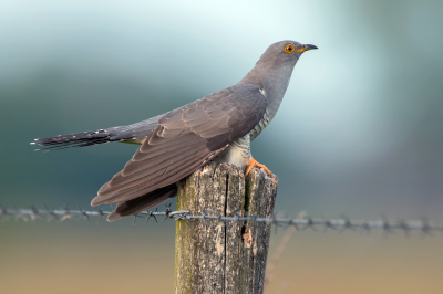 <i class='fa fa-user'></i> Rijn Bcude |   Koekoek  <i class='fa fa-eye'> 413</i>  <i class='fa fa-thumbs-up'> 17</i>   <i class='fa fa-comment-o'> 16</i>