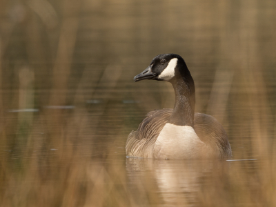 Deze gans kwam heel nieuwsgierig dichterbij toen ik ging zitten tussen het dorre gras. Ik kon hem door de begroeiing heen op de foto zetten.