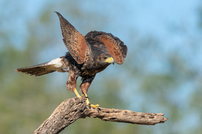 <i class='fa fa-user'></i> GeneGwin |   Woestijnbuizerd  <i class='fa fa-eye'> 230</i>  <i class='fa fa-thumbs-up'> 2</i>   <i class='fa fa-comment-o'> 1</i>