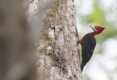 <i class='fa fa-user'></i> Lennart Verheuvel |   Roodnekspecht  <i class='fa fa-eye'> 191</i>  <i class='fa fa-thumbs-up'> 2</i>   <i class='fa fa-comment-o'> 4</i>
