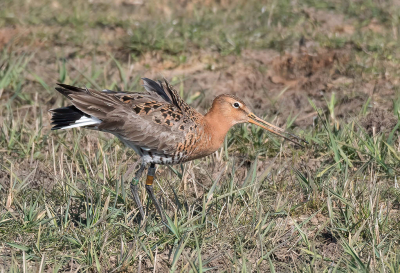 Veel geringde Grutto's kom ik niet tegen bij Eemnes, daarom trok deze de aandacht. Via Rijksuniversiteit Groningen hoorde ik dat deze vogel in 2008 op 4 jarige leeftijd is geringd in Extremadura. Na 2010 zijn geen waarnemingen meer geweest. Deze Grutto man is 16 jaar jong.