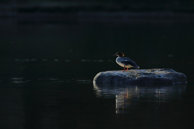 <i class='fa fa-user'></i> Alex Roetemeijer |   Grote Zaagbek  <i class='fa fa-eye'> 280</i>  <i class='fa fa-thumbs-up'> 12</i>   <i class='fa fa-comment-o'> 9</i>