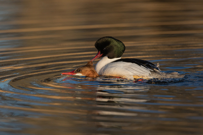 <i class='fa fa-user'></i> Alex Roetemeijer |   Grote Zaagbek  <i class='fa fa-eye'> 243</i>  <i class='fa fa-thumbs-up'> 7</i>   <i class='fa fa-comment-o'> 12</i>