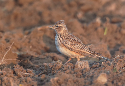 <i class='fa fa-user'></i> loek van de Leur |   Veldleeuwerik  <i class='fa fa-eye'> 214</i>  <i class='fa fa-thumbs-up'> 1</i>   <i class='fa fa-comment-o'> 5</i>