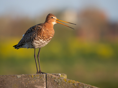 <i class='fa fa-user'></i> Vincent Vuik |   Grutto  <i class='fa fa-eye'> 282</i>  <i class='fa fa-thumbs-up'> 6</i>   <i class='fa fa-comment-o'> 10</i>