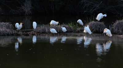 <i class='fa fa-user'></i> arnold merckx |   Kleine Zilverreiger  <i class='fa fa-eye'> 217</i>  <i class='fa fa-thumbs-up'> 4</i>   <i class='fa fa-comment-o'> 4</i>