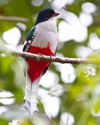 <i class='fa fa-user'></i> gras4711 |   Cubaanse Trogon  <i class='fa fa-eye'> 402</i>  <i class='fa fa-thumbs-up'> 3</i>   <i class='fa fa-comment-o'> 2</i>