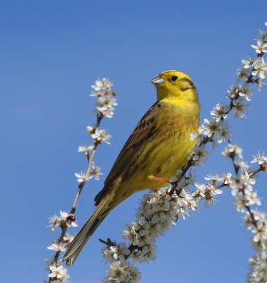 Gelukkig hebben we tijdens de corona-crises zeker niet te klagen over het weer. Door  het geringe vliegverkeer wordt de lucht ook nog een stuk helderder. Deze Geelgors zat lekker boven in de struik en was ook van het mooie weer aan het genieten.