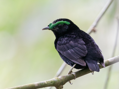 <i class='fa fa-user'></i> Paul van Giersbergen |   Fluweelasitie  <i class='fa fa-eye'> 141</i>  <i class='fa fa-thumbs-up'> 4</i>   <i class='fa fa-comment-o'> 3</i>