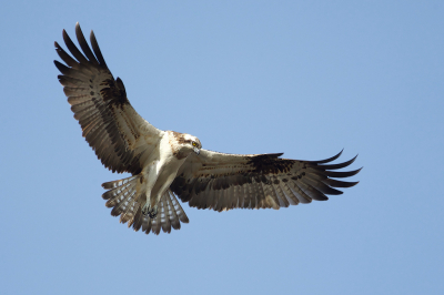 <i class='fa fa-user'></i> anevanrees |   Visarend  <i class='fa fa-eye'> 297</i>  <i class='fa fa-thumbs-up'> 5</i>   <i class='fa fa-comment-o'> 3</i>