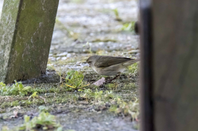 Zag deze voor het eerst op mijn erf en was voor mij toen onbekend en heb dit opgezocht in de vogelgids