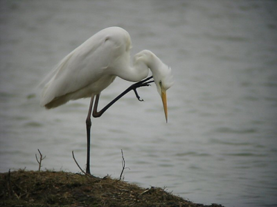 Deze grote zilverreiger heeft kennelijk erg veel jeuk aan zijn 'zwanehals'. Niet altijd zijn zijn lange zwarte poten zo zichtbaar.