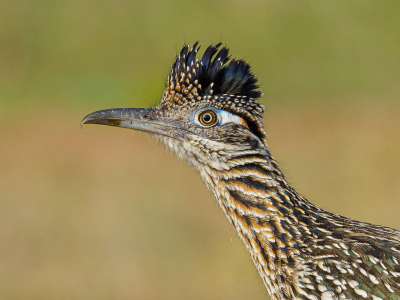 <i class='fa fa-user'></i> GeneGwin |   Grote Renkoekoek  <i class='fa fa-eye'> 326</i>  <i class='fa fa-thumbs-up'> 9</i>   <i class='fa fa-comment-o'> 3</i>