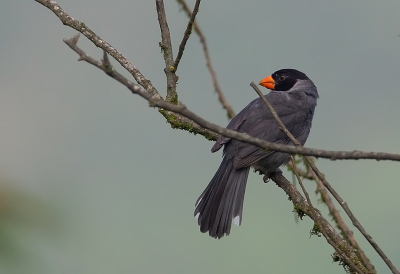 <i class='fa fa-user'></i> charlysax |   Roodsnavelsaltator  <i class='fa fa-eye'> 93</i>  <i class='fa fa-thumbs-up'> 3</i>   <i class='fa fa-comment-o'> 3</i>