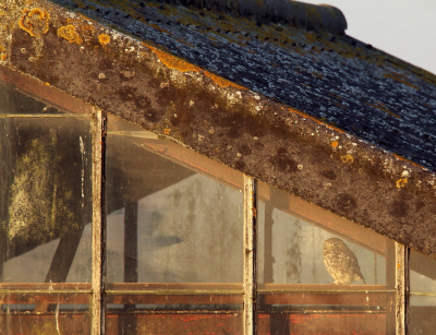 <i class='fa fa-user'></i> rixte |   Steenuil  <i class='fa fa-eye'> 283</i>  <i class='fa fa-thumbs-up'> 15</i>   <i class='fa fa-comment-o'> 14</i>