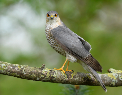 <i class='fa fa-user'></i> henkdikkers |   Sperwer  <i class='fa fa-eye'> 418</i>  <i class='fa fa-thumbs-up'> 28</i>   <i class='fa fa-comment-o'> 22</i>