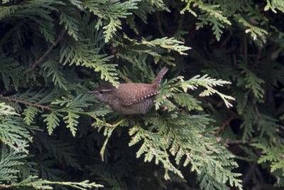Het winterkoninkje broed al langere tijd bij ons, maar dit vliegensvlugge vogeltje is moeilijk te vangen voor de camera.