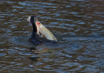 Deze aalscholver kwam met een hoop gespetter boven water.Hij had een snoek van zeker 50 cm gevangen, en precies in de kieuwen gespiest. na een minuutje gaf de snoek zich over, waarna de aalscholver hem zonder veel moeite naar binnen werkte.
dit was de enige bruikbare foto, van een stuk of tien, de rest was allemaal bewogen.
20D ~400-5,6