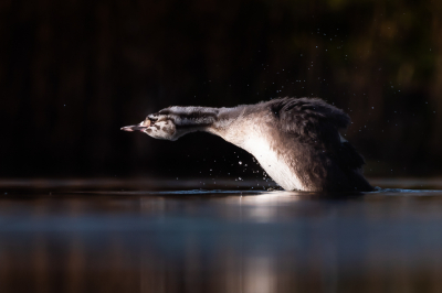 <i class='fa fa-user'></i> Vincent Vuik |   Fuut  <i class='fa fa-eye'> 228</i>  <i class='fa fa-thumbs-up'> 11</i>   <i class='fa fa-comment-o'> 17</i>