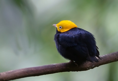 <i class='fa fa-user'></i> charlysax |   Goudkopmanakin  <i class='fa fa-eye'> 139</i>  <i class='fa fa-thumbs-up'> 8</i>   <i class='fa fa-comment-o'> 6</i>