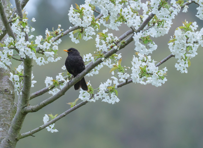 <i class='fa fa-user'></i> Jurgen Maassen |   Merel  <i class='fa fa-eye'> 331</i>  <i class='fa fa-thumbs-up'> 7</i>   <i class='fa fa-comment-o'> 7</i>