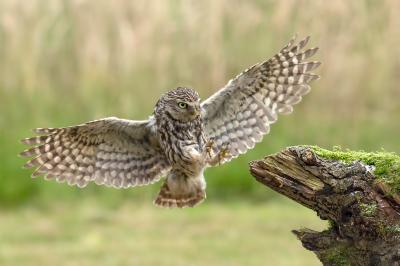 <i class='fa fa-user'></i> Rijn Bcude |   Steenuil  <i class='fa fa-eye'> 414</i>  <i class='fa fa-thumbs-up'> 24</i>   <i class='fa fa-comment-o'> 12</i>