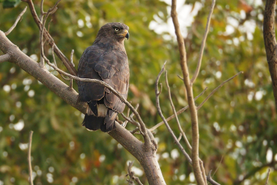 <i class='fa fa-user'></i> guido mwm |   Kleine Grijze Slangenarend  <i class='fa fa-eye'> 202</i>  <i class='fa fa-thumbs-up'> 5</i>   <i class='fa fa-comment-o'> 16</i>