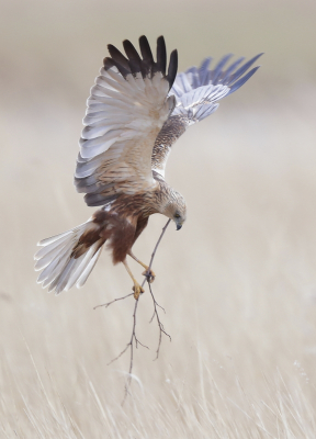 <i class='fa fa-user'></i> Ben Reitsma |   Bruine Kiekendief  <i class='fa fa-eye'> 365</i>  <i class='fa fa-thumbs-up'> 21</i>   <i class='fa fa-comment-o'> 9</i>