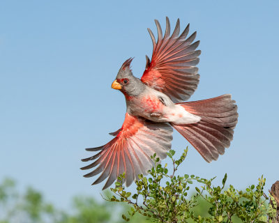 <i class='fa fa-user'></i> GeneGwin |   Grijze Kardinaal  <i class='fa fa-eye'> 280</i>  <i class='fa fa-thumbs-up'> 15</i>   <i class='fa fa-comment-o'> 5</i>