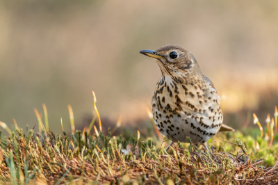 <i class='fa fa-user'></i> Almanbrother |   Zanglijster  <i class='fa fa-eye'> 207</i>  <i class='fa fa-thumbs-up'> 1</i>   <i class='fa fa-comment-o'> 4</i>