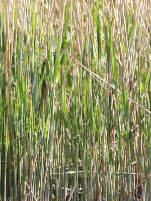 Hoorde hem verschillende keren roepen, maar hij bleef steeds in het riet. Ik wilde hem toch op de plaat dus gewacht tot er iets zichtbaar was. Toch een leuk zoekplaatje geworden En ja, het oog is scherp... dus hij mag op BP :-)