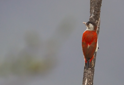 <i class='fa fa-user'></i> charlysax |   Roodrugspecht  <i class='fa fa-eye'> 178</i>  <i class='fa fa-thumbs-up'> 8</i>   <i class='fa fa-comment-o'> 5</i>