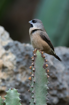 <i class='fa fa-user'></i> Paul van Giersbergen |   Dwergekstertje  <i class='fa fa-eye'> 154</i>  <i class='fa fa-thumbs-up'> 1</i>   <i class='fa fa-comment-o'> 1</i>