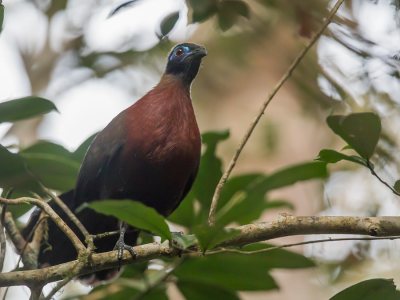 <i class='fa fa-user'></i> Paul van Giersbergen |   Vruchtencoua  <i class='fa fa-eye'> 127</i>   <i class='fa fa-comment-o'> 0</i>