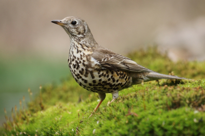 De grote lijster komt niet te vaak voor en is daarbij behoorlijk schuw.
Vaak op grote open vlaktes, zoals bij ons in Hattem op de golfbanen zie je hem af en toe.Mooie statige houding nemen ze dikwijls aan.