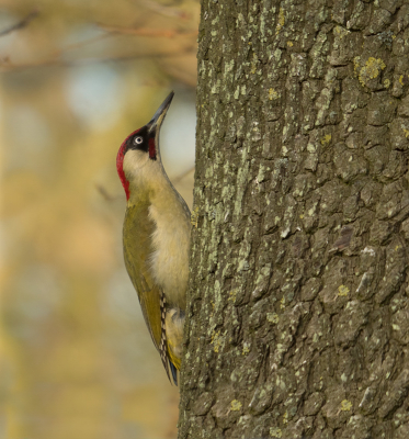 Ik heb deze rakker een paar weken geobserveerd. Zodoende heb ik gezien in welke bomen hij graag zit en hoe zijn aanvlieg routes zijn. Dit is de eerste foto die ik aan de hand van die informatie kon maken. Ik denk dat er wel meer zullen volgen.