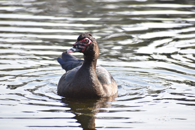 Bij vogelkijk plaats bij het Molenven even gestaan, deze eenden lijken haast wel tam.
